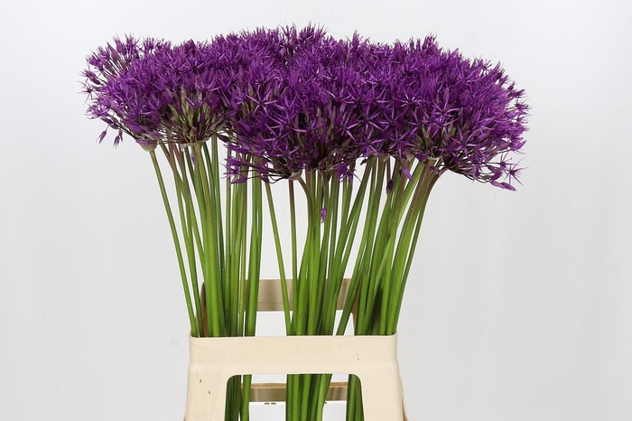 <h4>Allium Purple Rain</h4>
