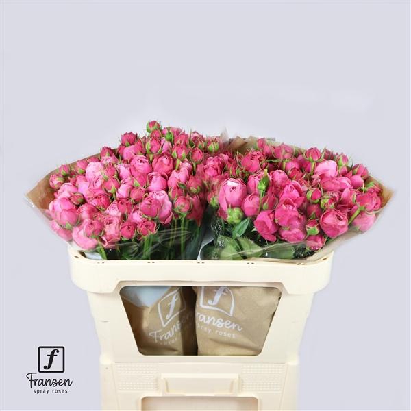 <h4>R TR Silva Pink 70cm</h4>