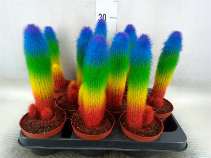 <h4>Cactus   ...</h4>