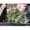 Tillandsia Magic Ball (XL)