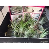 Tillandsia Andreana (airplant)