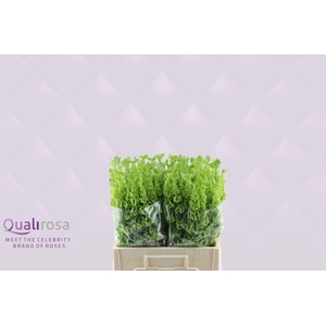Molucella -in box