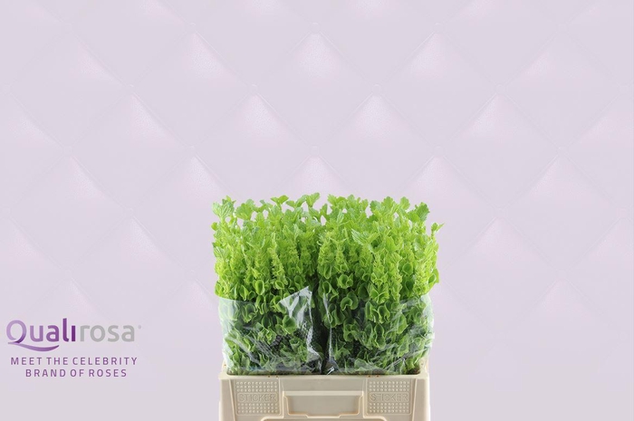 <h4>Molucella -in box</h4>