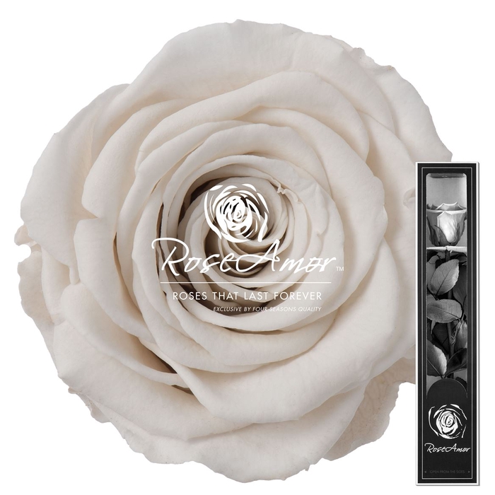 30cm Stem Whi04