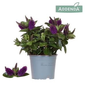 Hebe Addenda Donna purple