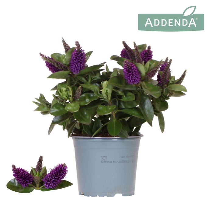 <h4>Hebe Addenda Donna purple</h4>