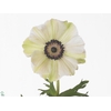 Anemone Mistral White