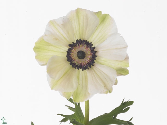 Anemone Mistral White