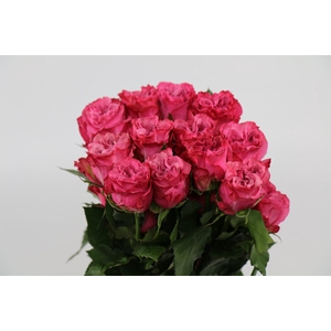 Rosa ec country blue