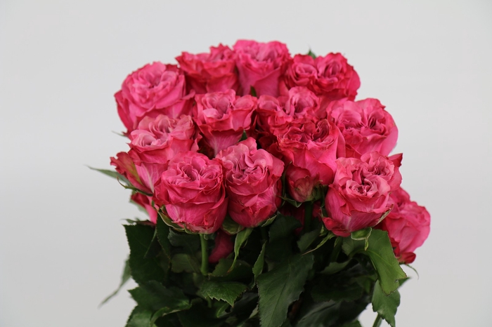 <h4>Rosa ec country blue</h4>