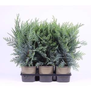 Chamaecyparis lawsoniana 'Pelt's Blue'