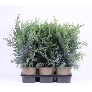 Chamaecyparis lawsoniana 'Pelt's Blue'