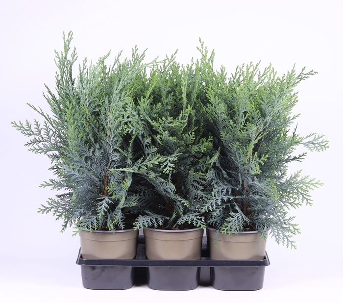 <h4>Chamaecyparis lawsoniana 'Pelt's Blue'</h4>