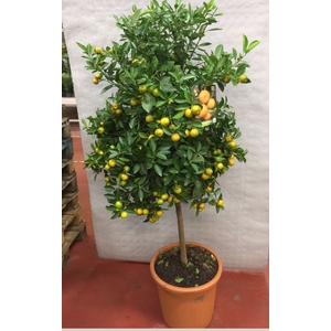 Citrus hystrix