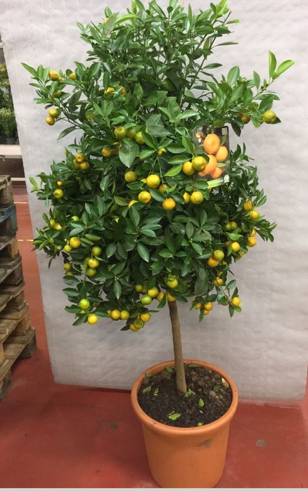 <h4>Citrus hystrix</h4>