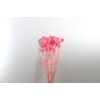 Ammi Majus Pink