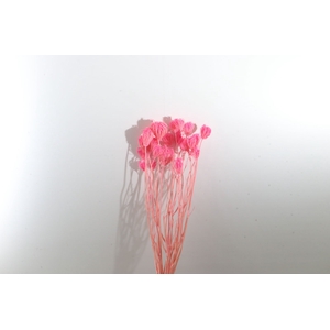 Ammi Majus Pink
