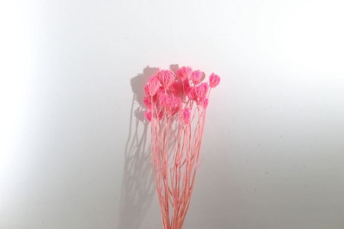 <h4>Ammi Majus Pink</h4>
