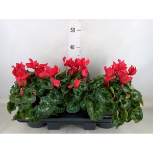 Cyclamen GR 'Mammoth'