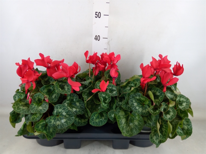 <h4>Cyclamen GR 'Mammoth'</h4>