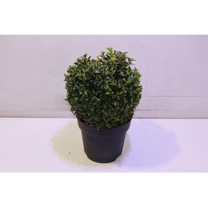 Buxu Sempervirens