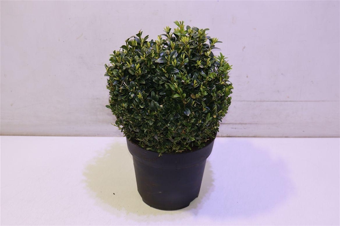<h4>Buxu Sempervirens</h4>