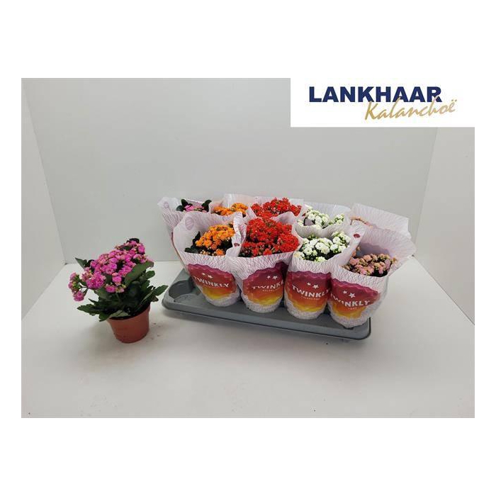 <h4>Kal Ge Perf Gem 5 Kl</h4>