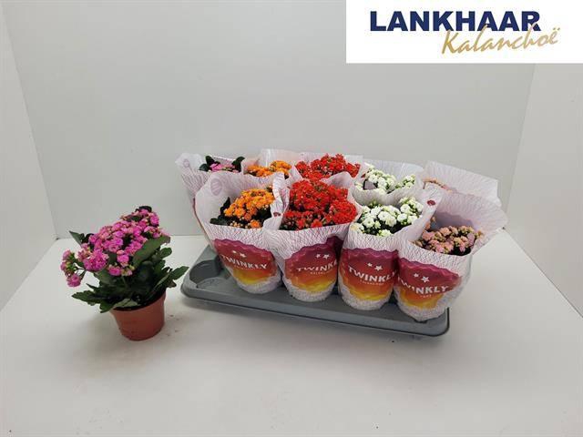 Kal Ge Perf Gem 5 Kl