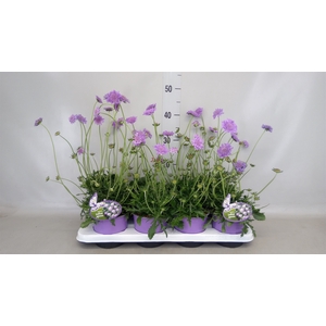 Scabiosa japonica