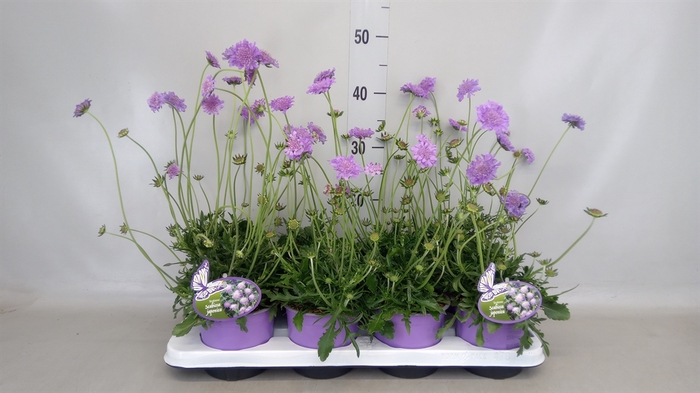 <h4>Scabiosa japonica</h4>