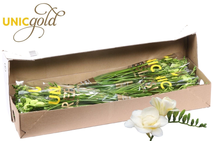 <h4>Freesia du Volante</h4>