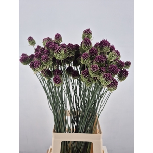 ALLIUM SPHAEROCEPHAL