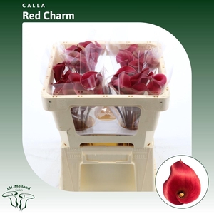 Calla Red Charm