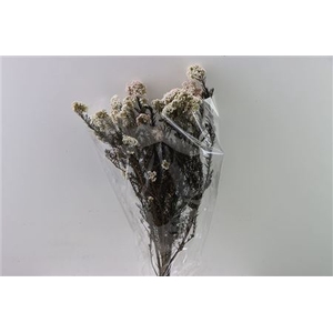 Dried Ozothamnus White Bunch Slv