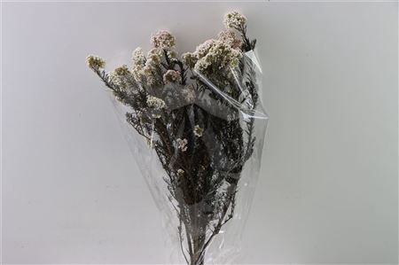 <h4>Dried Ozothamnus White Bunch Slv</h4>