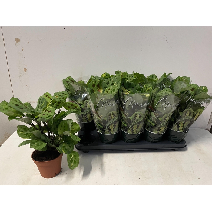 <h4>MARANTA FIESTA</h4>