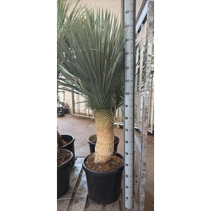 YUC ROSTRATA