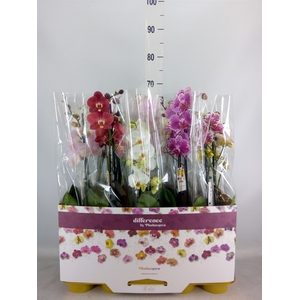 Phalaenopsis   ...mix 10