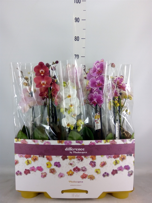 <h4>Phalaenopsis   ...mix 10</h4>