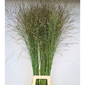 Siergras Panic Vi Thundercloud