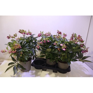 arr8 Hell Jwls Dacaya