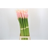 Zantedeschia Eydolls Salmon