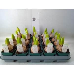 Hyacinthus orie. 'Pearl White'