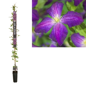 Clematis Jackmanii Purpurea PBR +Long & strong label