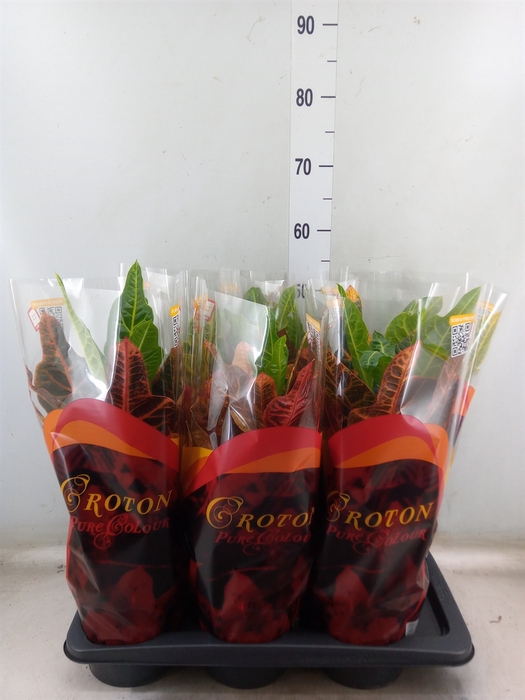 <h4>Codiaeum var. GR 'Excellent'</h4>