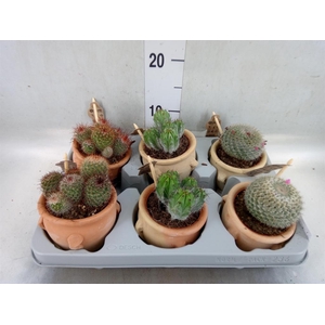 Cactus   ...mix