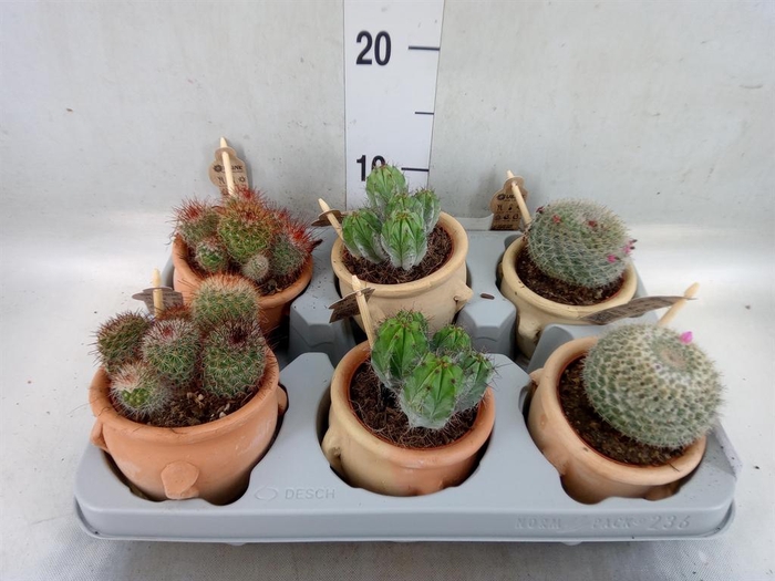 <h4>Cactus   ...mix</h4>
