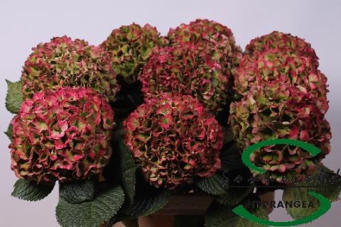 <h4>HYDR M GLOW ALPS CL</h4>