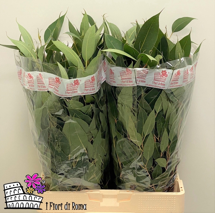 <h4>EUC PAUCIFLORA BS</h4>