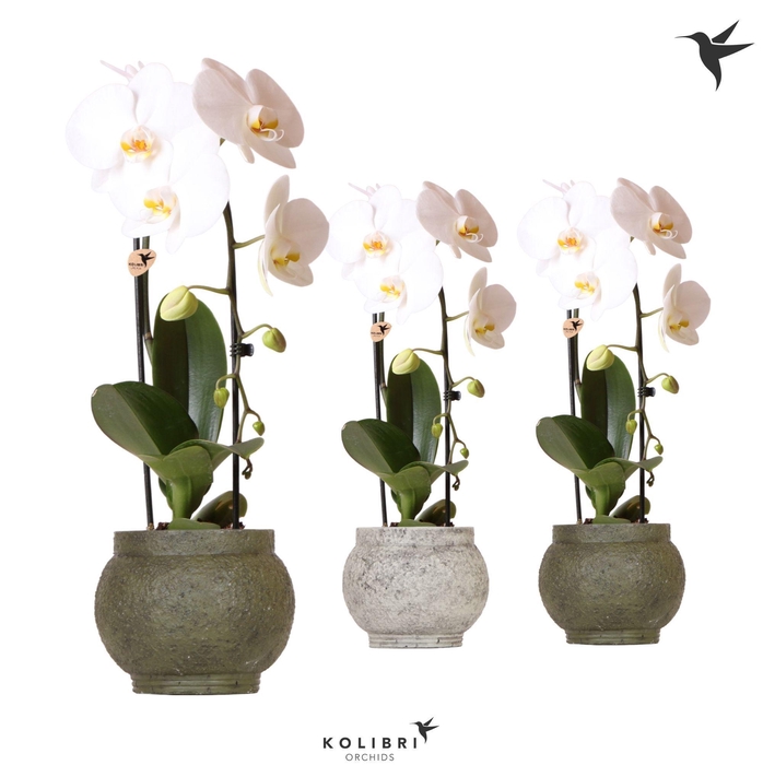 <h4>Kolibri Orchids Cascade Niagara Fall white 1 spike in Ancient pot green mix</h4>